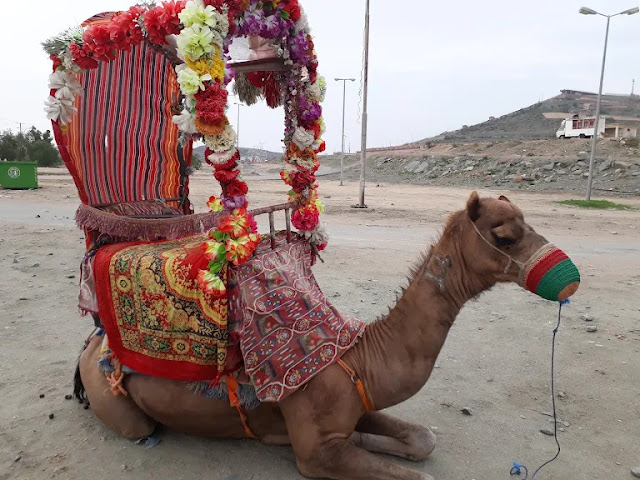 التعرف على الحيوانات