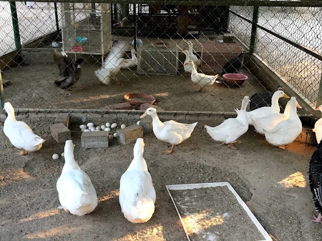 حديقة الحيوانات