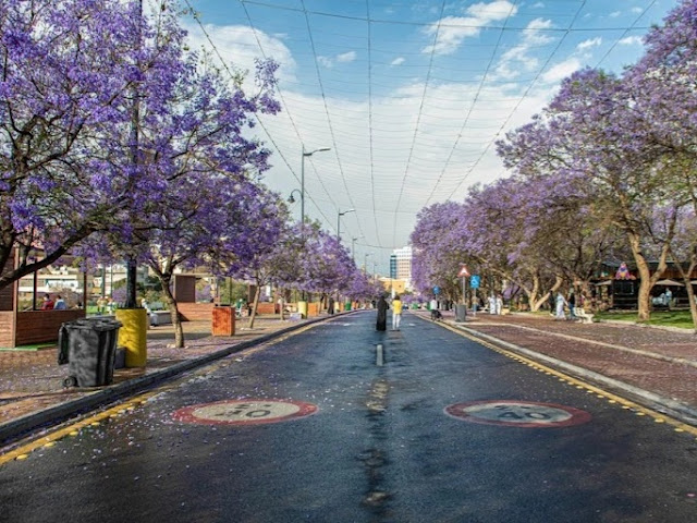 شارع الفن أبها