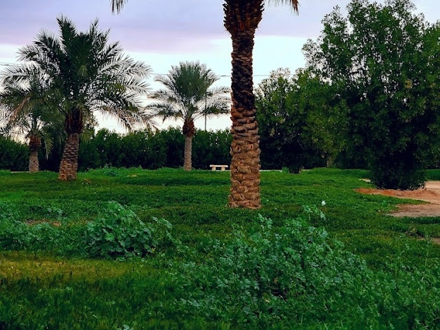 حديقة أبو موسى الأشعري