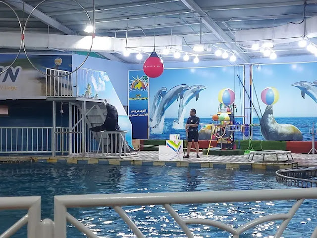 رؤية عروض تفاعلية