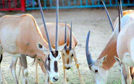 حديقة الحيوانات الطائف