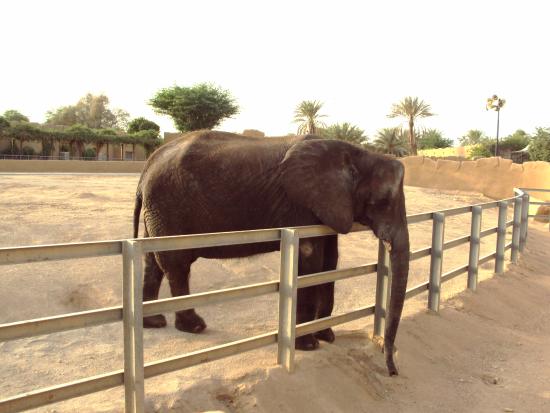 حديقة حيوان الرياض