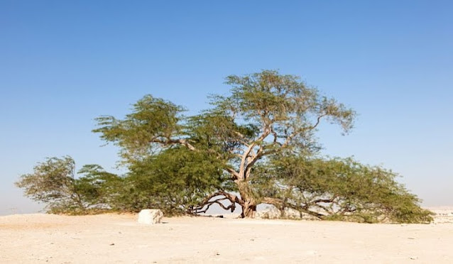 شجرة الحياة