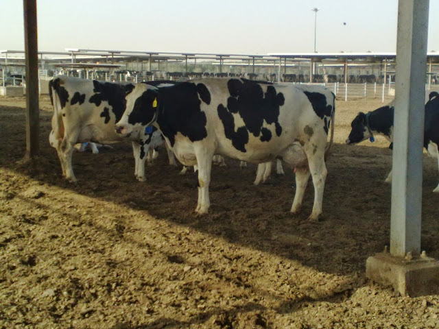 شركة الصافي دانون المحدودة