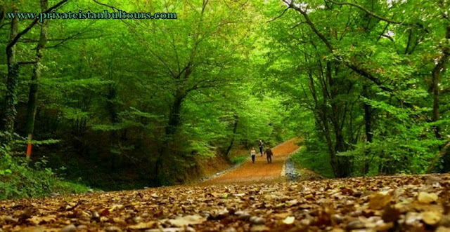 غابة بلغراد