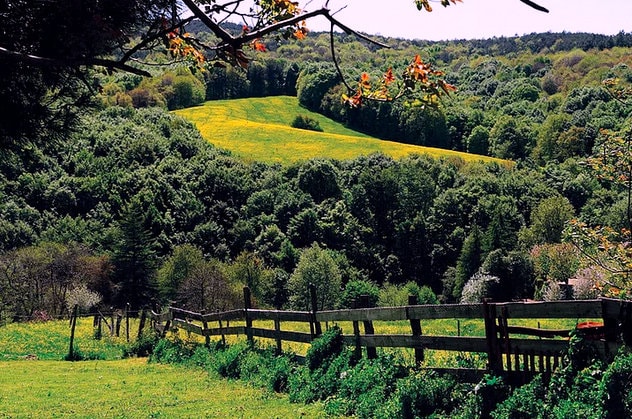 بولونيز كوي