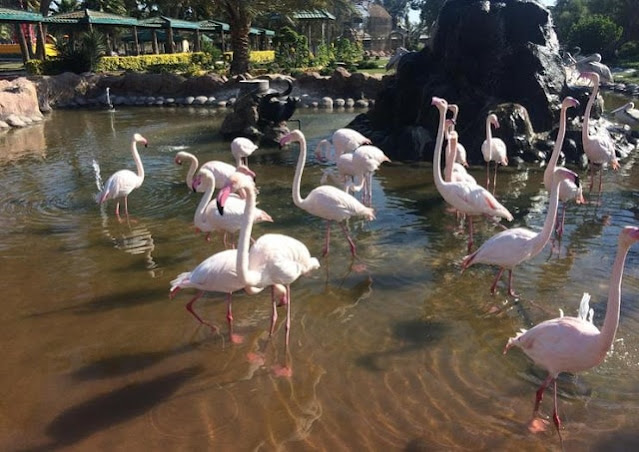 محمية العرين