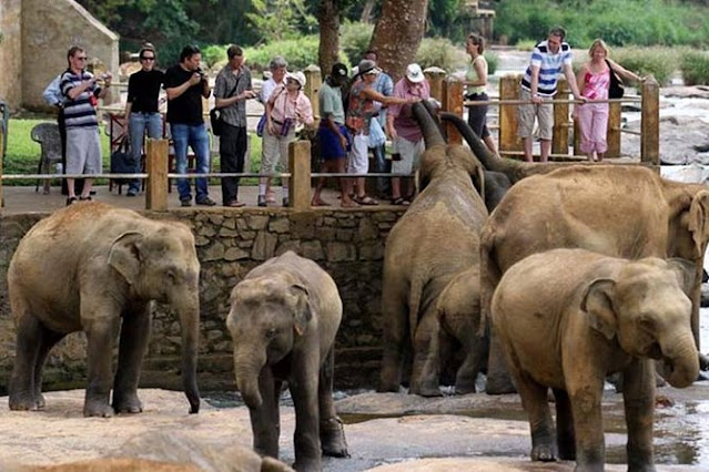 مركز رعاية الفيلة