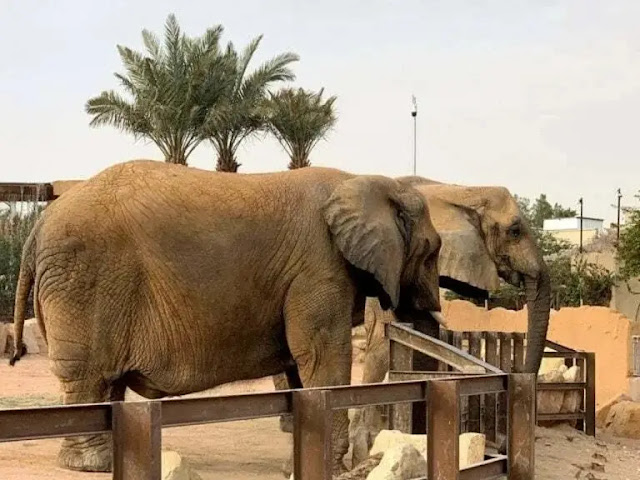 حديقة حيوانات الرياض