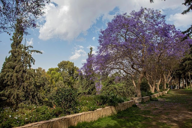 حديقة أبو خيال ابها