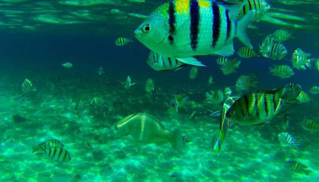 متنزه تيرينغانو البحري