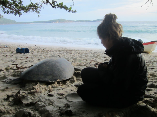 مراقبة السلاحف