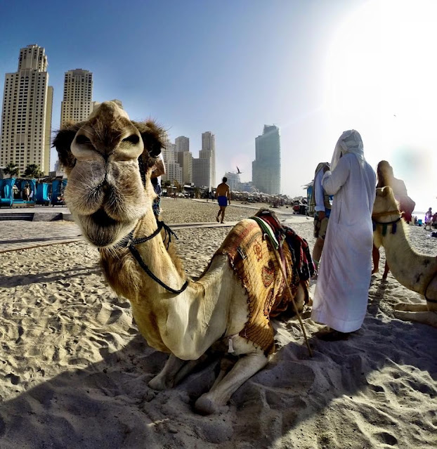 جولة بالجمل