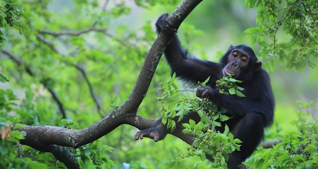 حديقة غومبي ستريم الوطنية