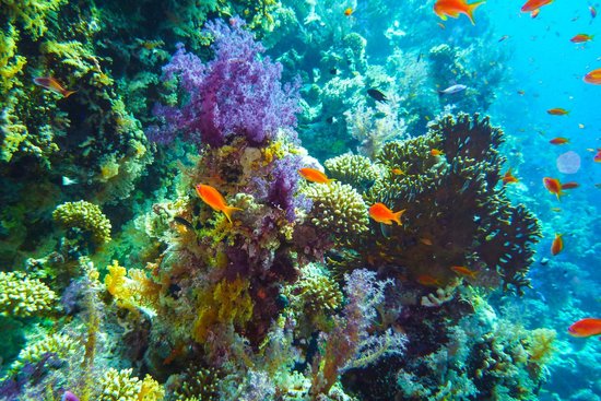 شعاب جاكسون المرجانية