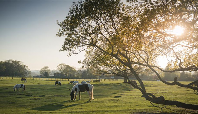 حديقة نيوفوريست الوطنية