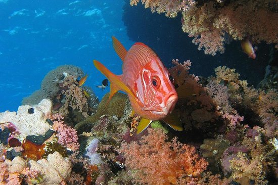 شعاب توماس المرجانية