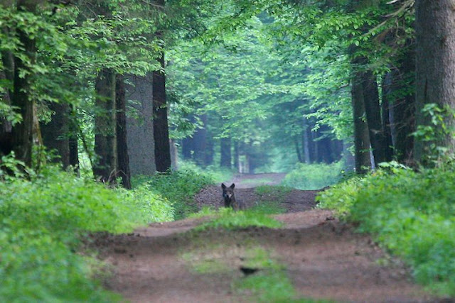 غابة بياوفيجا